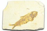 Fossil Fish (Knightia) - Wyoming #360722-1